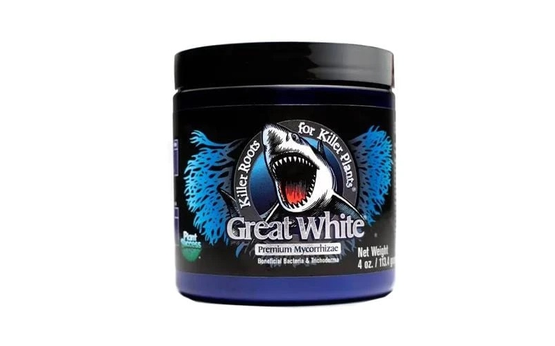 great white mycorrhizae