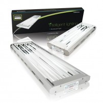 Florescent & CFL Lighting